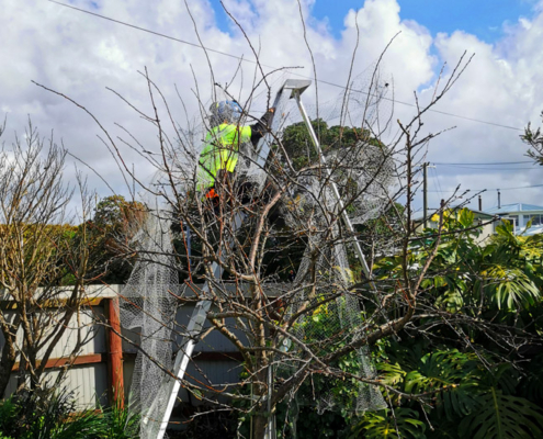 Image showing a Jessep Contracting employee pruning a fruit tree.