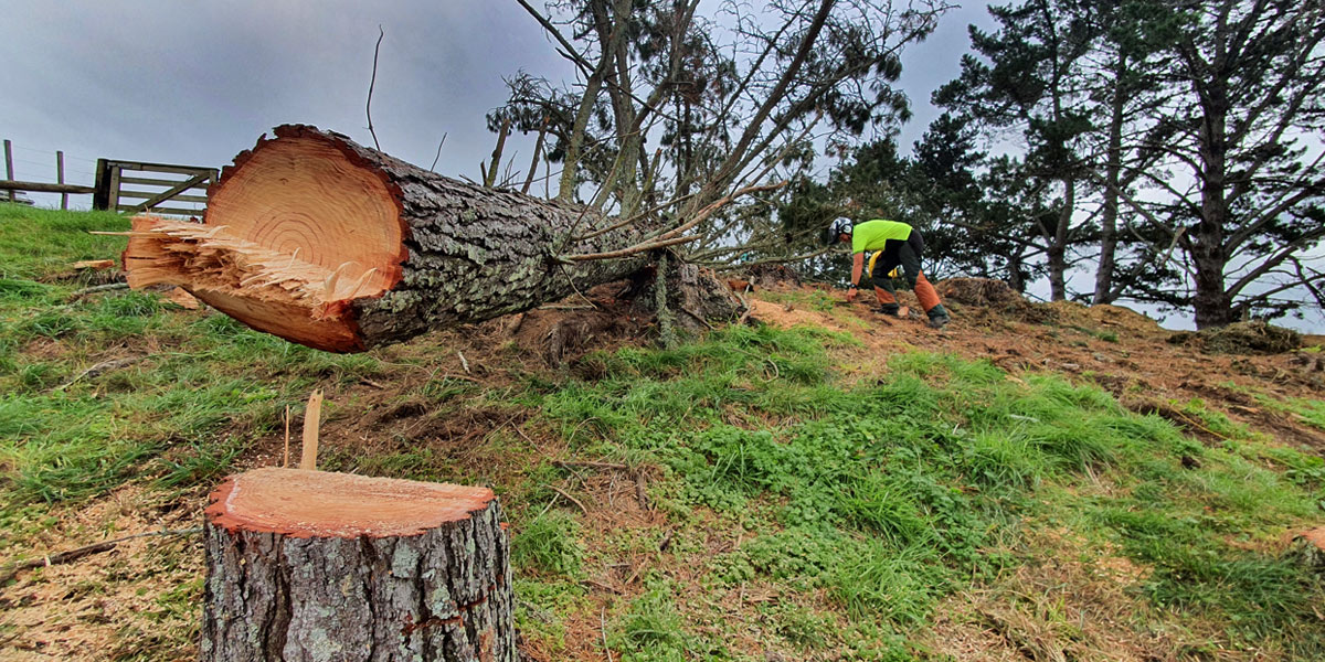 hedge and tree removal