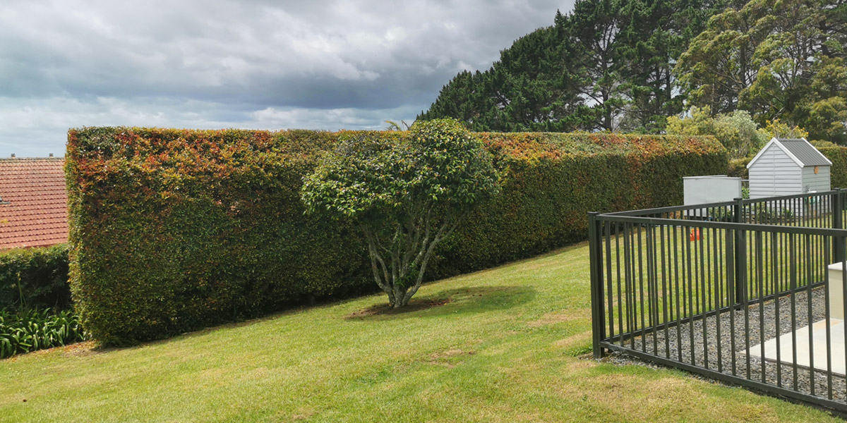 hedge trimming and shaping