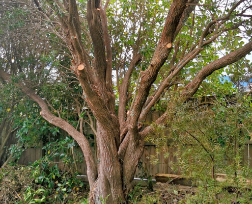 Image showing a recently pruned tree, in a garden, by Jessep Contracting