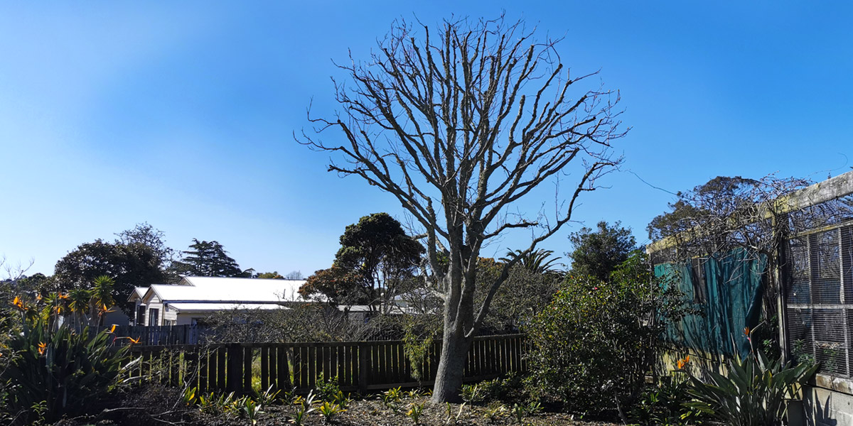 Tree Pruning & Reductions