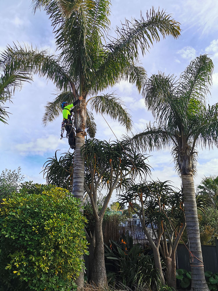 Palm Cleaning & Removal | Specialist Removal Services
